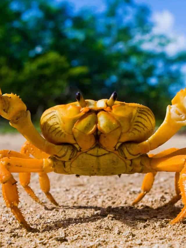 Can Dogs Eat Crab or Not What Science Says Cover image