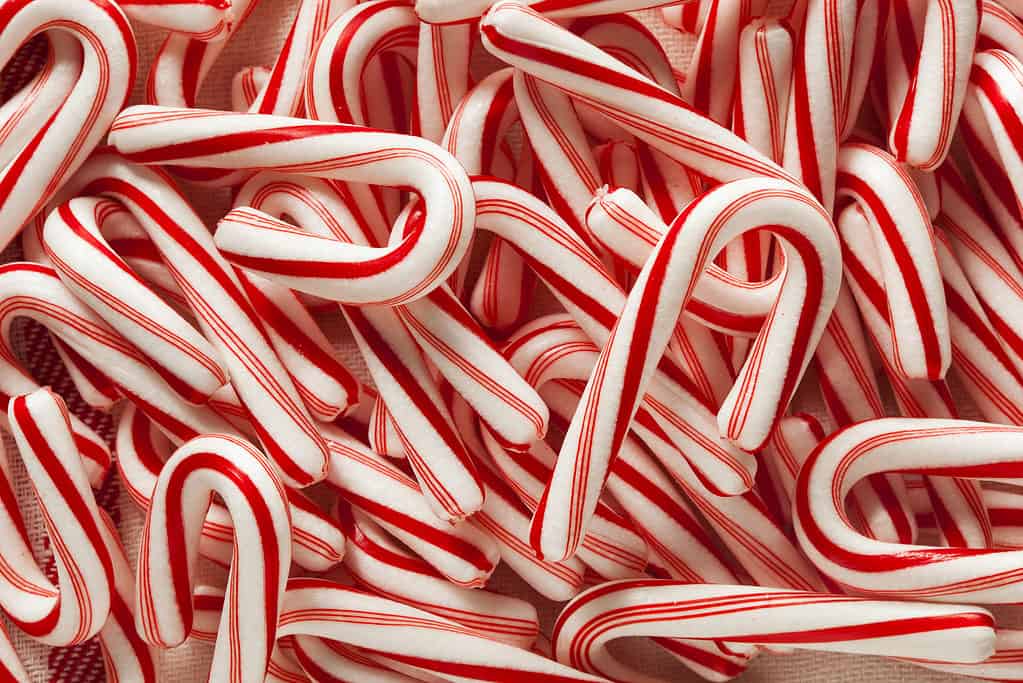 Pile of Candy Canes