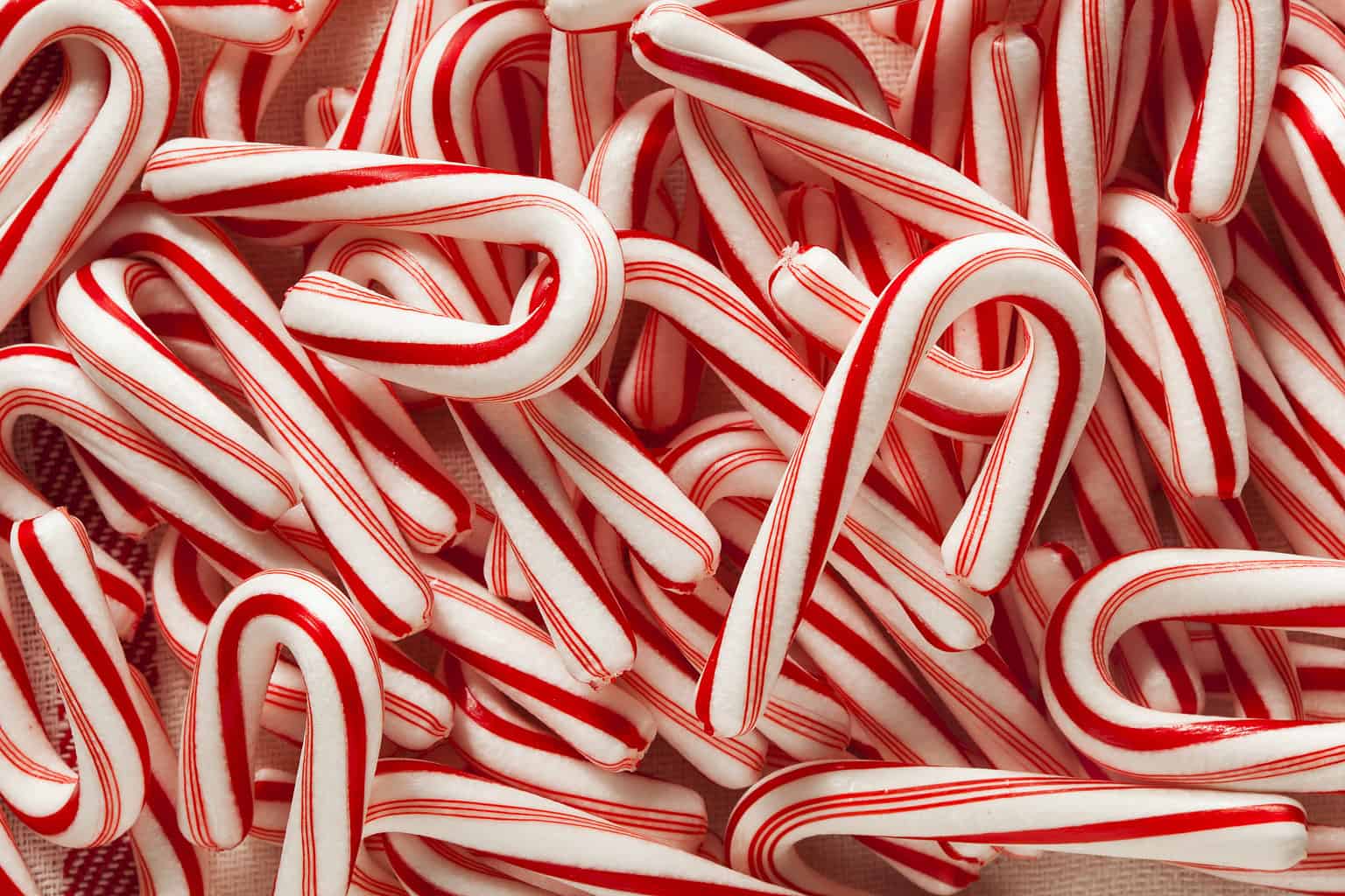 can-dogs-eat-candy-canes-unianimal