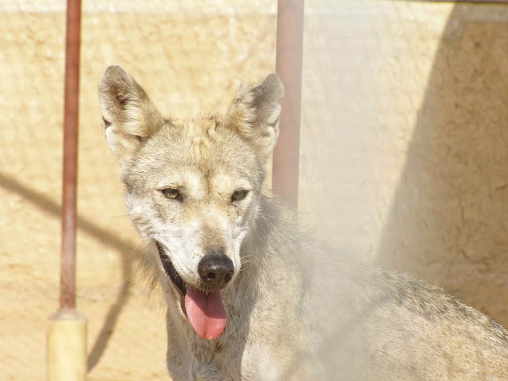 Female Arabian wolf (Canis lupus arabs)