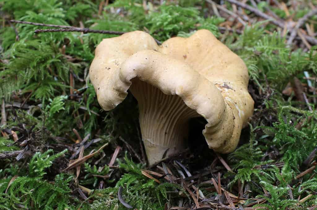 Pacific Golden Chanterelle - Cantharellus formosus