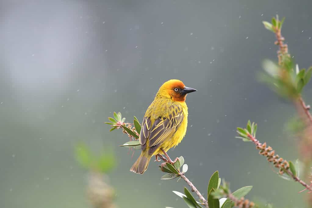 Cape Weaver