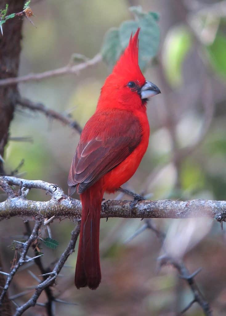 A cardinal bird perched on a tree branch