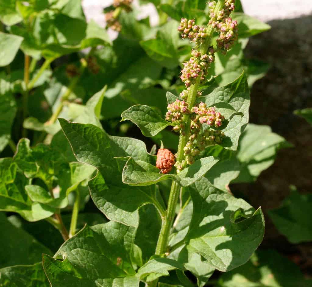 Good King Henry vegetable