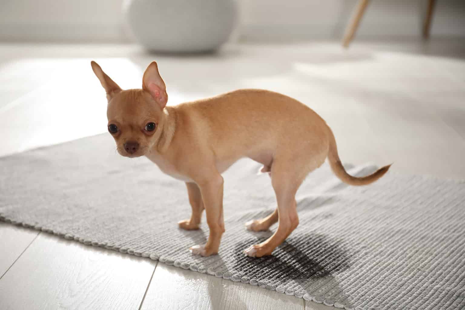 why is my potty-trained dog suddenly peeing in the house