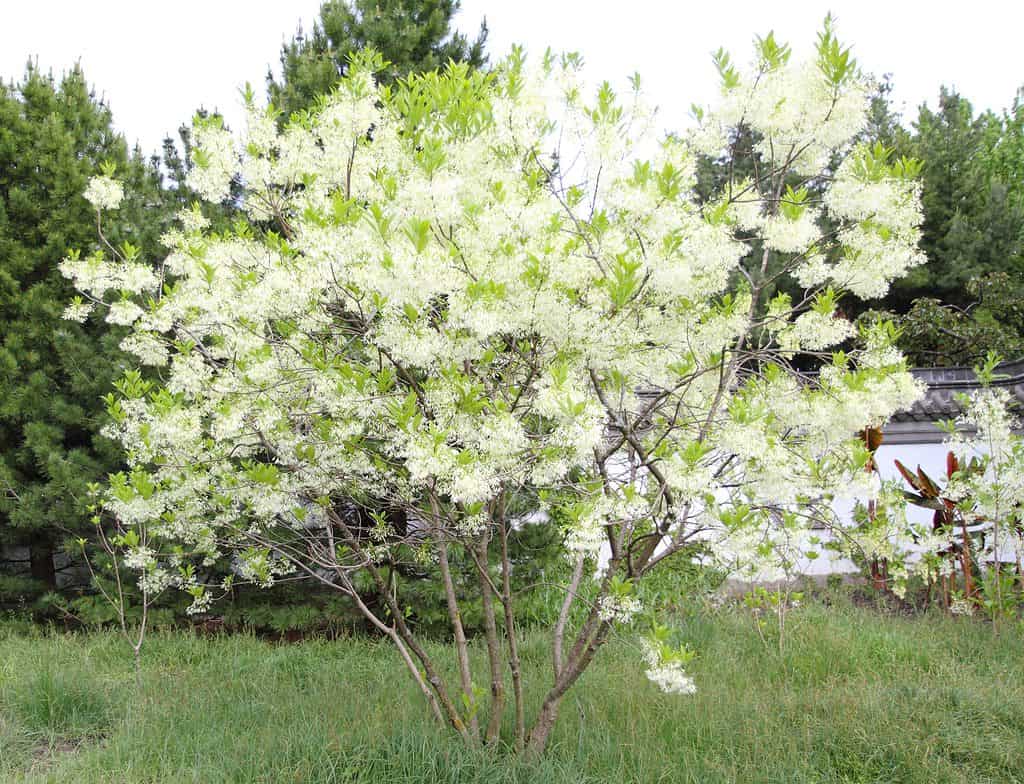 White fringe tree