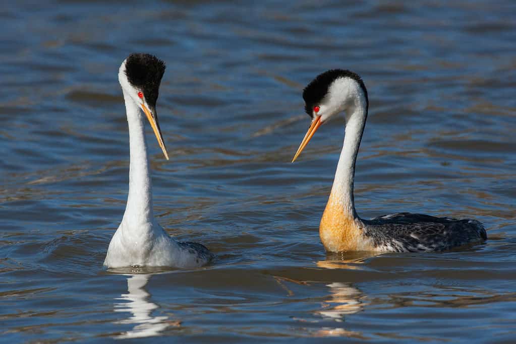 Clark’s Grebe