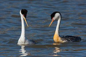 What is a Predator of the Bird of Paradise: Shocking Truth Revealed