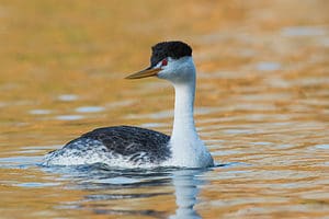 Clark’s grebe