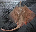 Clearnose skate