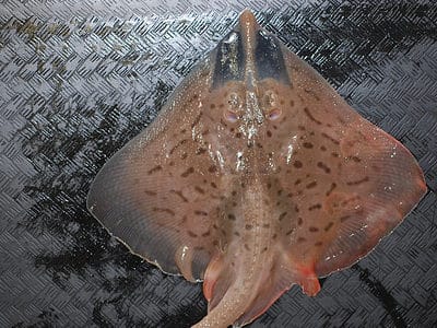 A Clearnose Skate