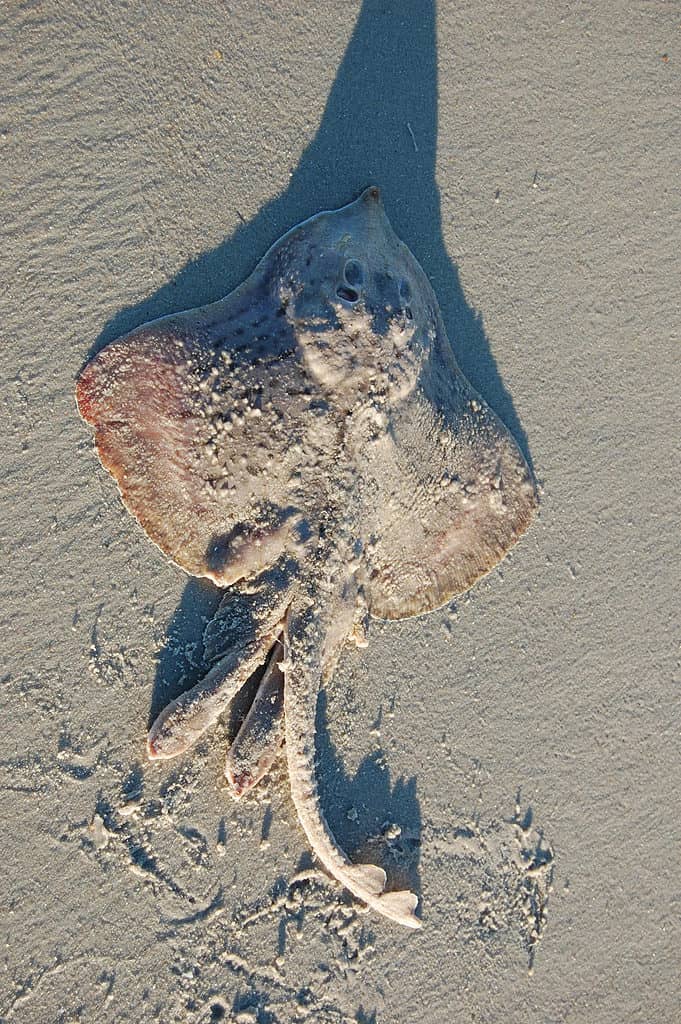 Clearnose Skate