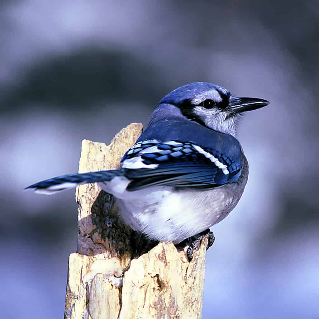 bluebird subspecies