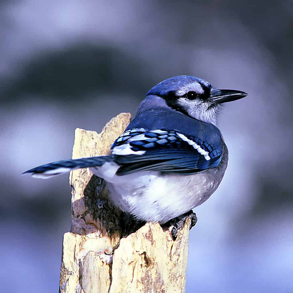 What birds have blue feathers? - Quora