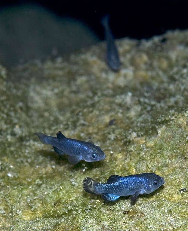 Devils Hole Pupfish (Cyprinodon diabolis)