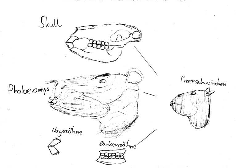 The Largest Beaver Ever Weighed More Than a Black Bear and Had 6-Inch ...