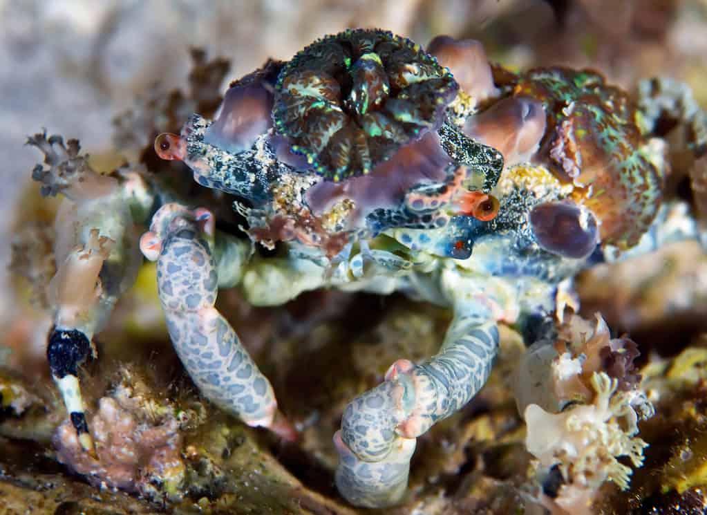 Decorator crab hides by covering itself with materials in the environment