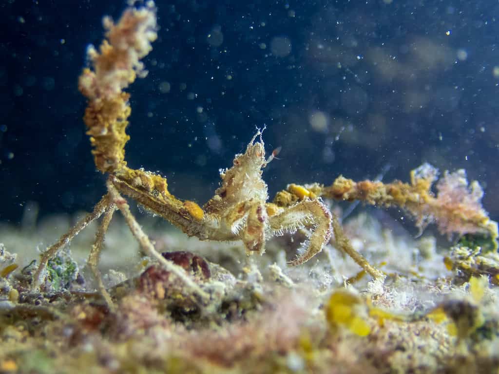 Decorator Crab