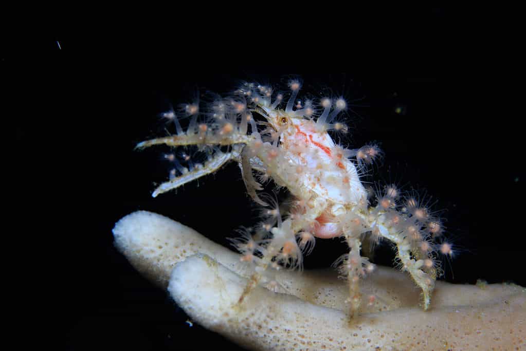 Decorator Crab