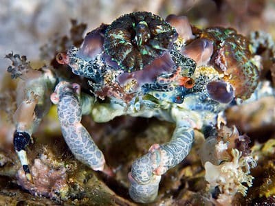 A Decorator Crab