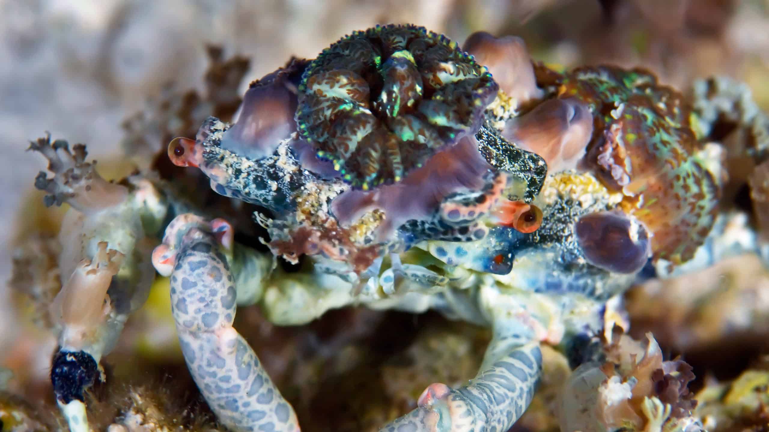 Decorator Crab Animal Facts - A-Z Animals