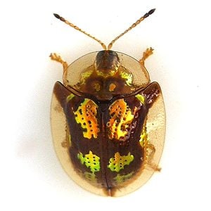 11 Colorful Bugs That Look Like Ladybugs - A-Z Animals