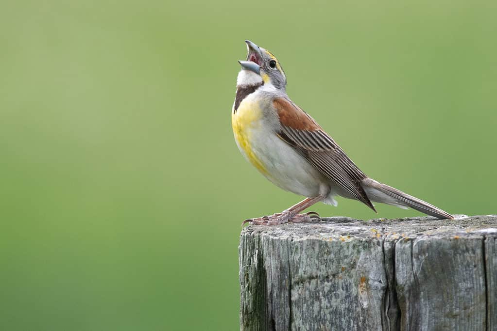 Dickcissel