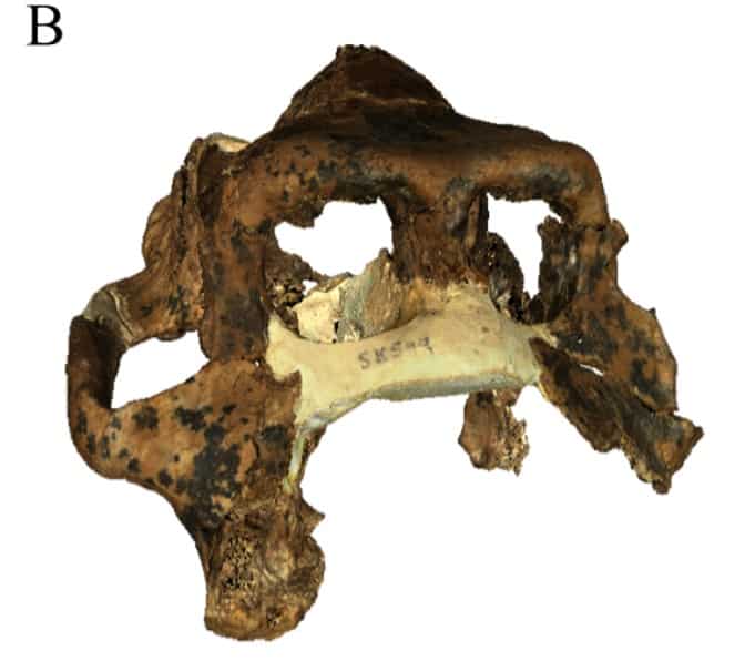Dinopithecus ingens cranium (SK 599), DNMNH archive