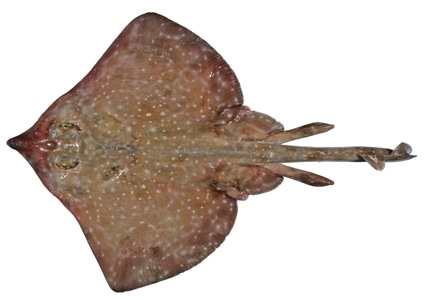 White-dotted skate