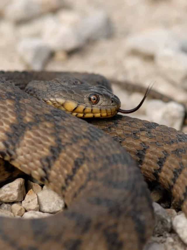 Discover The Largest Diamondback Water Snake Ever Found - AZ Animals