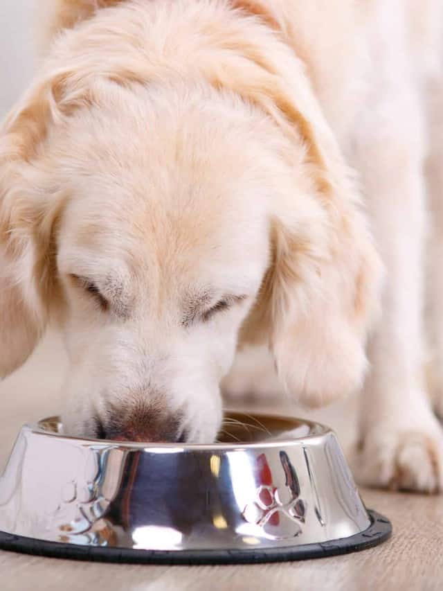 dog-feeding-rules-by-size-age-and-weight-az-animals