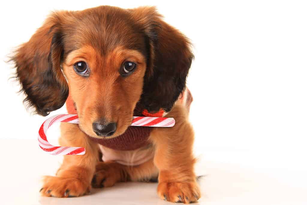 Dog With Candy Cane