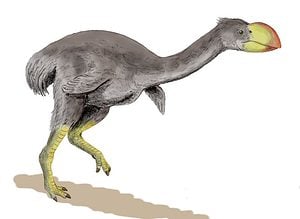 Dromornis Stirtoni