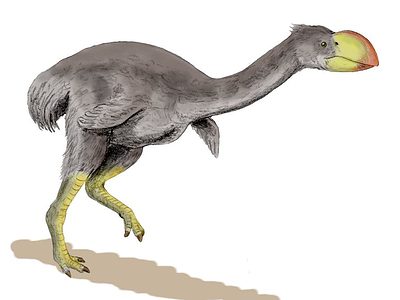 A Dromornis stirtoni