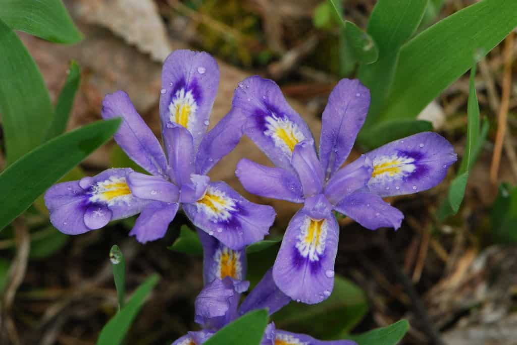Dwarf lake iris (Iris lacustris) is the state flower of Michigan.