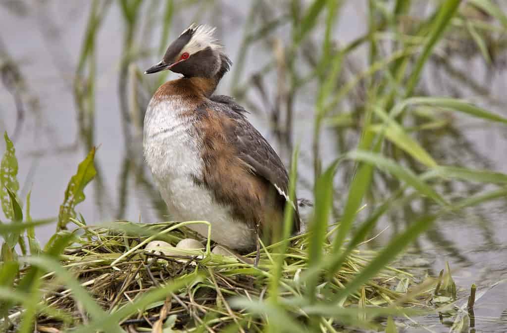 Eared Grebe