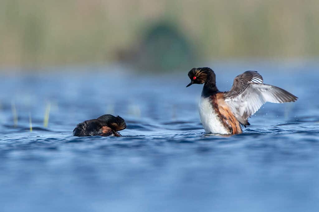 Eared Grebe