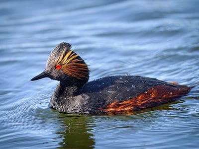 Eared Grebe Picture