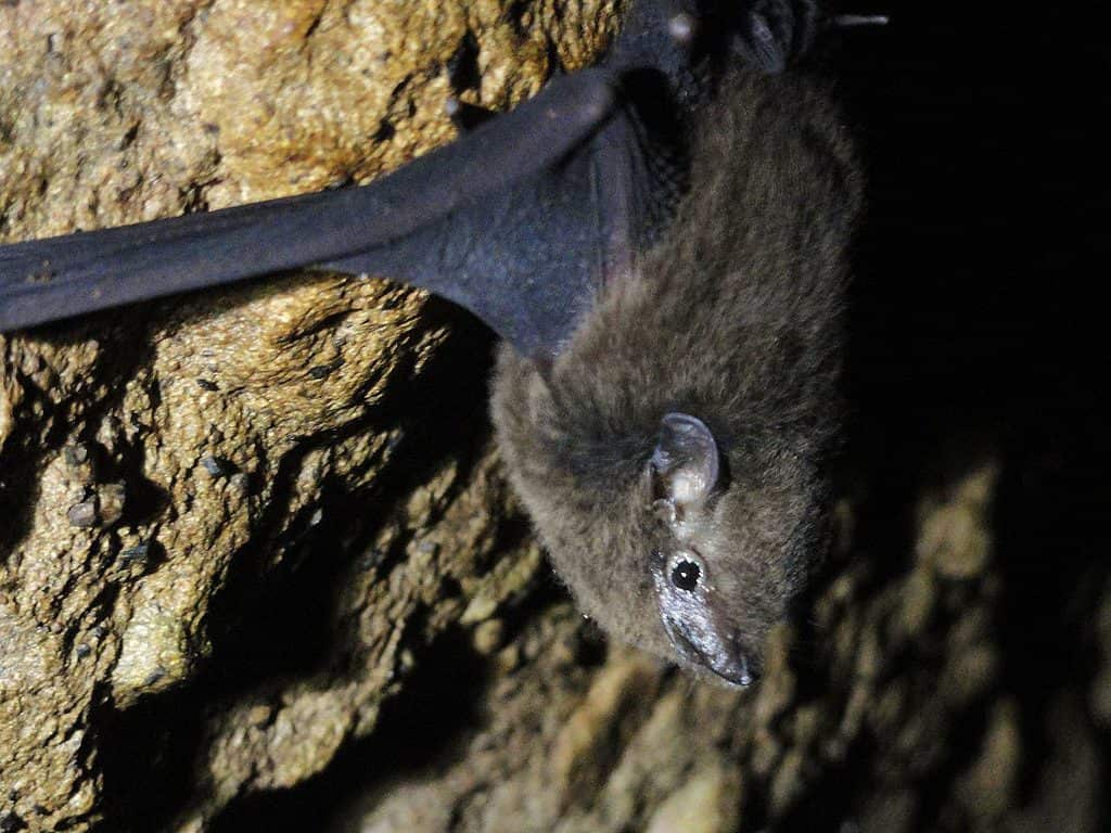 Pacific Sheath-Tailed Bat