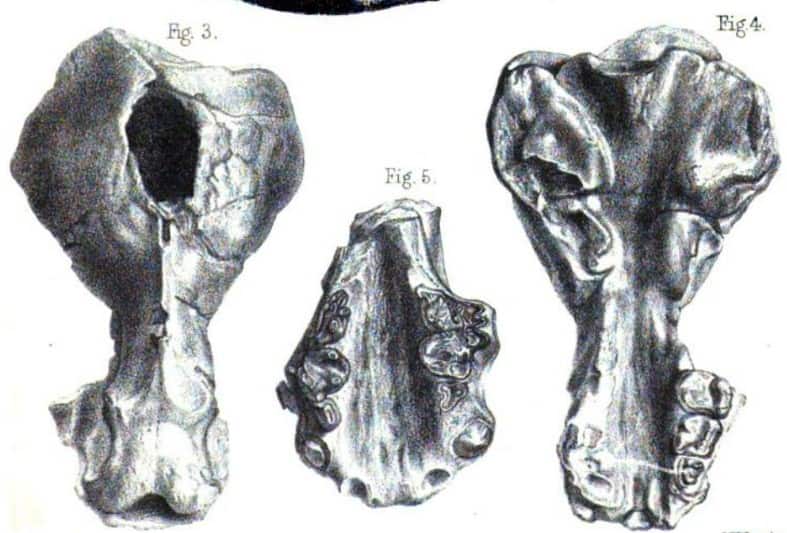 Enhydriodon Sivalensis Sketch Cranium
