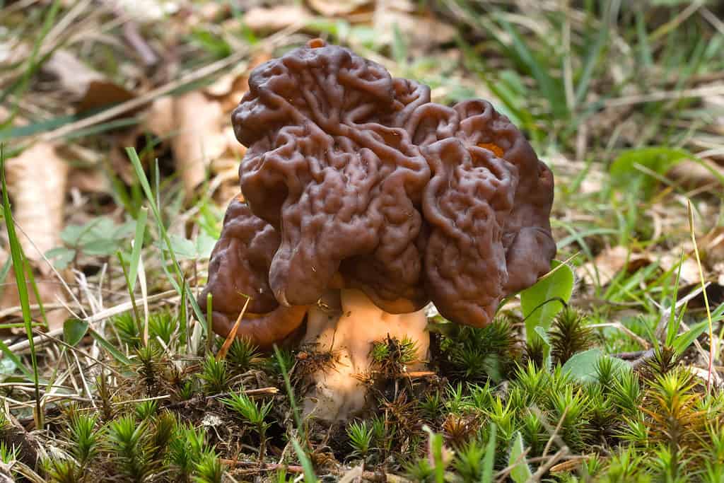 False Morel