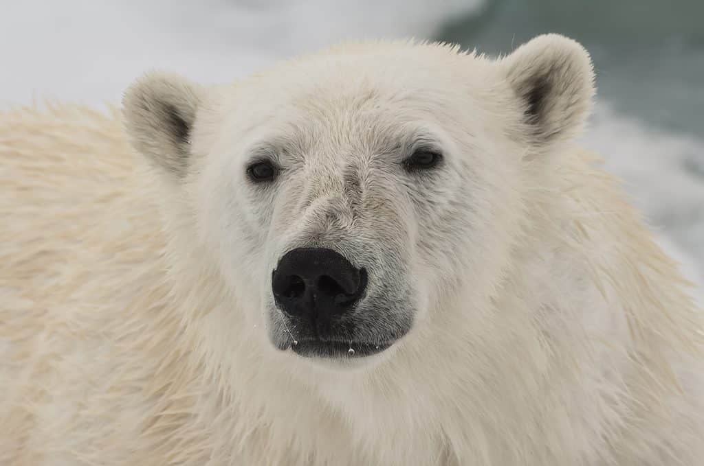 Female Polar Bear