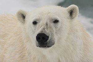 Watch a Canadian Man’s Terrifyingly Close Encounter With a Massive Polar Bear Picture