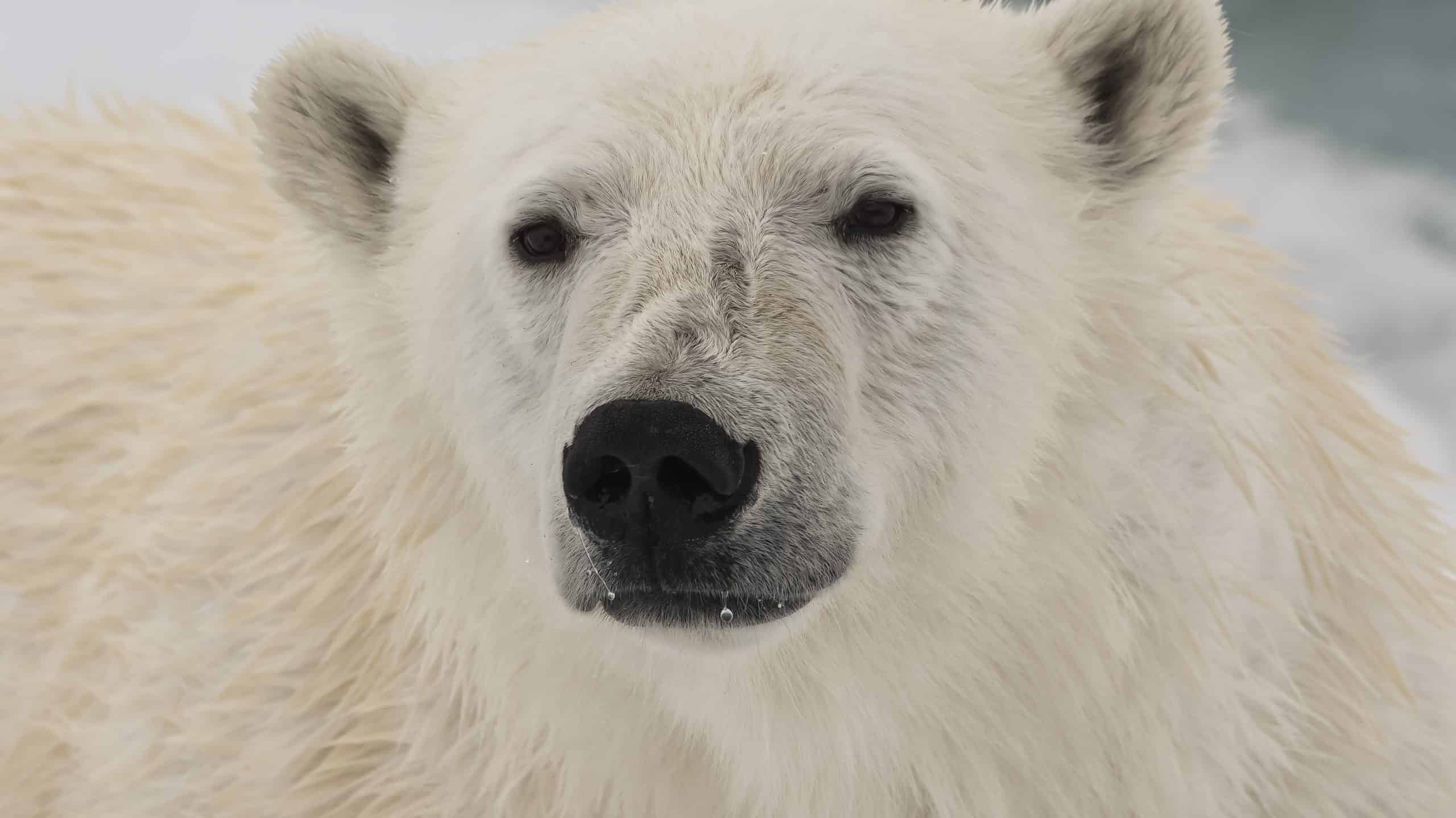 Female Polar Bear
