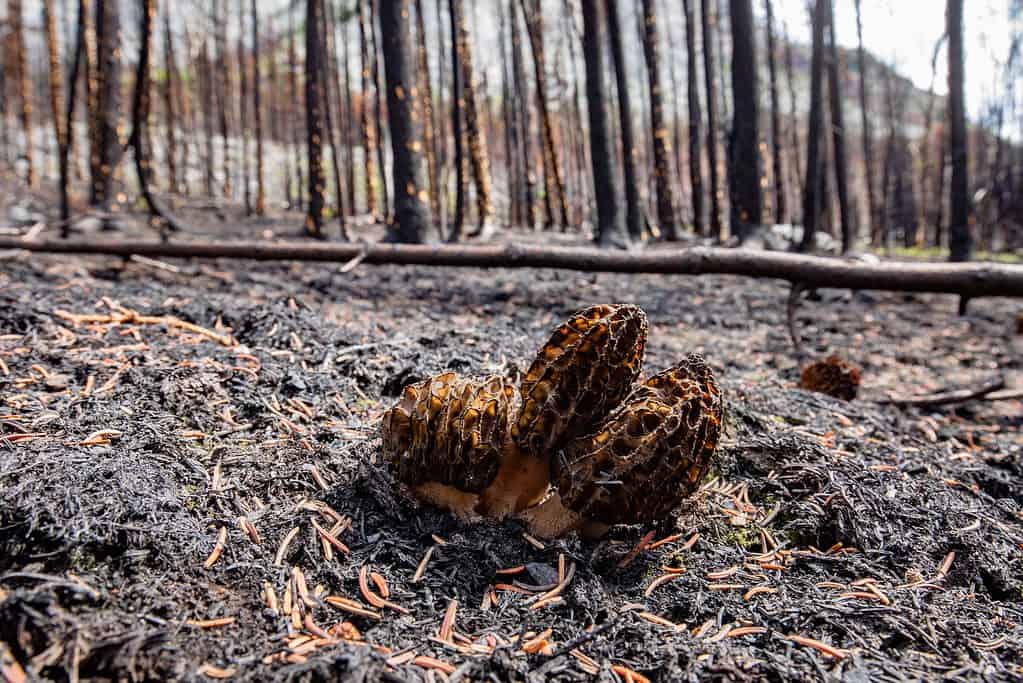 A Cluster of Fire Morels