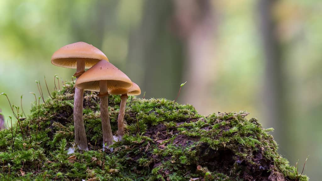 Galerina marginata, deadly skullcap mushrooms