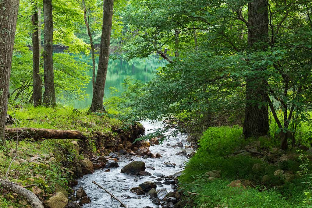 George Washington National Forest, showing a fast moving brook flowing downhill across large rocks. Trees line the brook on both sides. 