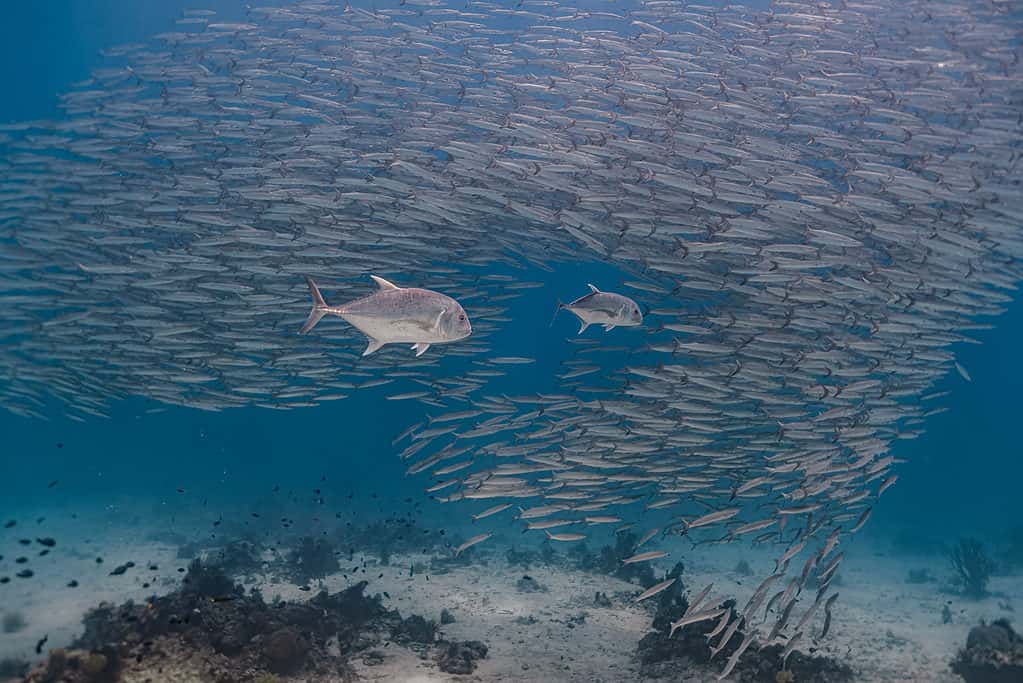 Giant Trevally