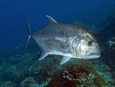 A Giant Trevally