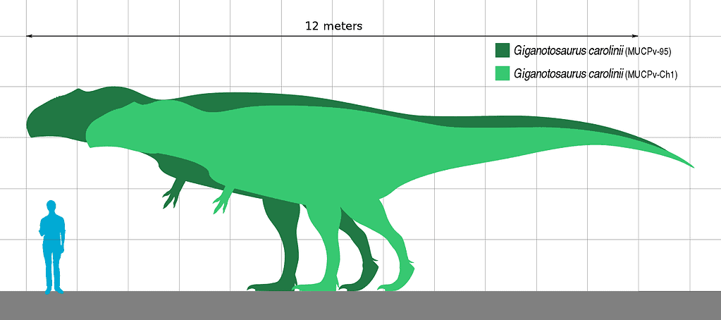 Giganotosaurus specimens